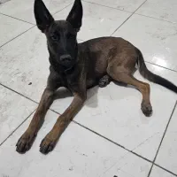 سگ مالینویز