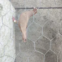 زرد کرمونی مصری کرمونی قره کرمونی|پرنده|مشهد, هفده شهریور|دیوار