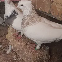 ۳ جفت کبوتر