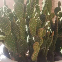 فروش نخل مرداب.کاکتوس.گل کاغذی.اشک تمساح|گل و گیاه طبیعی|کرمانشاه, |دیوار