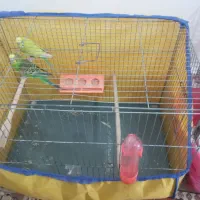 مرغ عشق نرو ماده بالغ