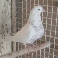 کفتر ماده ۷ طوق
