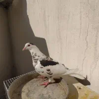 کفتر کبوتر پرشی جفتگاه