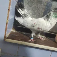 نر شیخ بلند و کشیده|پرنده|بندر امام خمینی, |دیوار