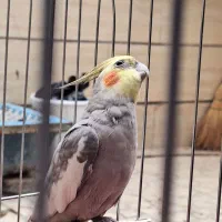 عروس هلندی