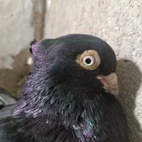 تبلت تبلت .کبوتر