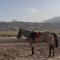اسب سمند ترکمن
