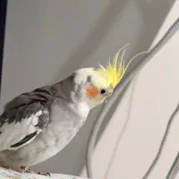 عروس هلندی نر سخنگو