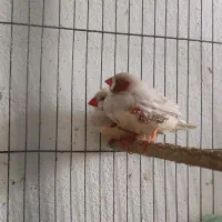 فنج کینگ سایز درشت|پرنده|لاهیجان, شهید آوینی|دیوار