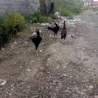 سلام خدمت عشق بازان تعداد جوجه لاری ۶ماهه|حیوانات مزرعه|رشت, ولکس|دیوار