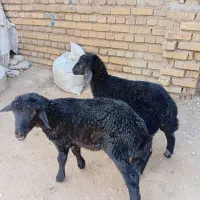 بره افشاری تعداد۲راس نروماده‌و پرواری(گوسفند)|حیوانات مزرعه|گنبد کاووس, |دیوار