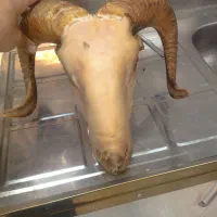 کارگاه کله پاچه و سیرابی پاک کنی رجبی...