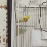 عروس هلندی نر