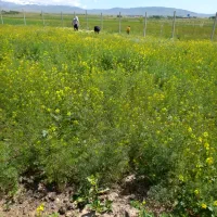 ۲۰۰متر زمین مناسب خانه باغ در جاده شهرک صنعتی