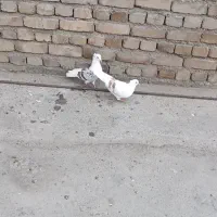 پلنگ نباتی|پرنده|دورود, |دیوار