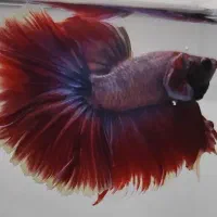 ماهی فایتر هافومن