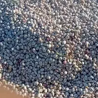 لوبیا چیتی به میزان ۱۰۰کیلو درجه یک گرد بوجار شده