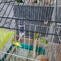 مرغ عشق با قفس