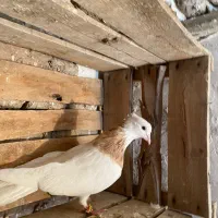 طوقی‌ زرد نر خالدار