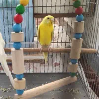 مرغ عشق ماده