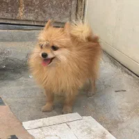 پامر روباهی خالص|سگ|اصفهان, هفتون|دیوار