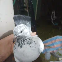 کبوتر کله دم سبز|پرنده|رودسر, |دیوار