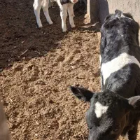 گوساله ماده|حیوانات مزرعه|تربت جام, میان جام|دیوار