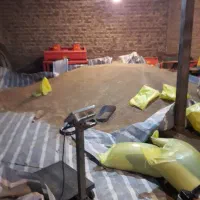 بذر گندم ال جی ۵LJ5 درجه یک|خدمات باغبانی و درختکاری|اردبیل, |دیوار