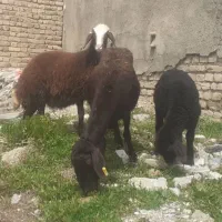 بره ماده افشار، میش وبره