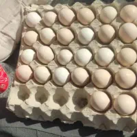 تخم مرغ نطفه دار