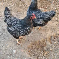 مرغ وخروس|حیوانات مزرعه|بهاباد, |دیوار