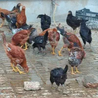 مرغ خروس  محلی