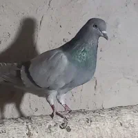 نر‌فیروزه‌ای‌پاک|پرنده|اصفهان, باتون|دیوار