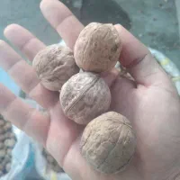 گردو تویسرکان|عمدهفروشی|آبدانان, |دیوار