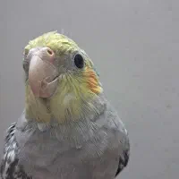 عروس هلندی|پرنده|مشهد, رضاییه|دیوار