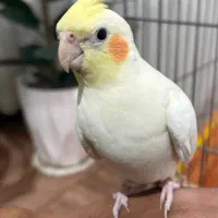 دوعدد جوجه عروس هلندی