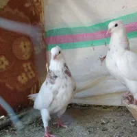 کبوتر طوقی سه تا باهم 650هزار تومان|پرنده|شیراز, شهرک ولیعصر|دیوار