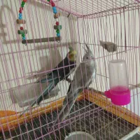 عروس هلندی یه جفت 4عدد جوجه