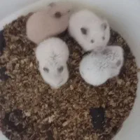 خوکچه هندی و همستر