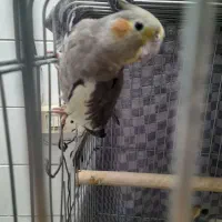 فروش یک جفت عروس هلندی|پرنده|کنگاور, |دیوار