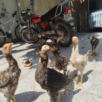 جوجه لاری سه ماهه به علت نداشتن جا به فروش می‌رسد