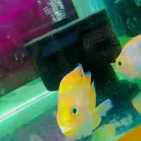 ماهی زینتی|ماهی|سبزوار, پیام|دیوار