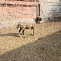 گوسفند قزل افشار ،آبستن،دوماه، سنو گرافی شده