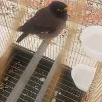 مینا سخنگو|پرنده|قم, باجک سه|دیوار