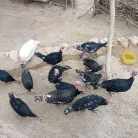 10عدد بوقلمون دونی 1ملیون 300صد