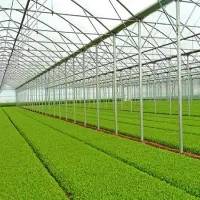 گلخانه هیدروپونیک شبستر