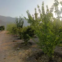 1250متر باغ شهری حسن آباد سنجرلو داخل مجموعه|فروش زمین و ملک کلنگی|مرودشت, ثبت احوال|دیوار