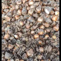 پیاز گل نرگس شهلا گله دار