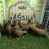 انواع آلمانی و رنگی (کوتوله و عروس اهلی )