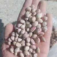 لوبیا چیتی لرستان به شرط پخت و تمیزی یک حبوبات